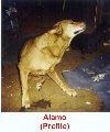 Alamo