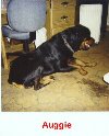 Auggie