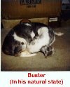 Buster