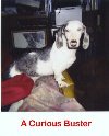 Buster