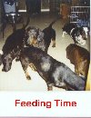 Feeding Time